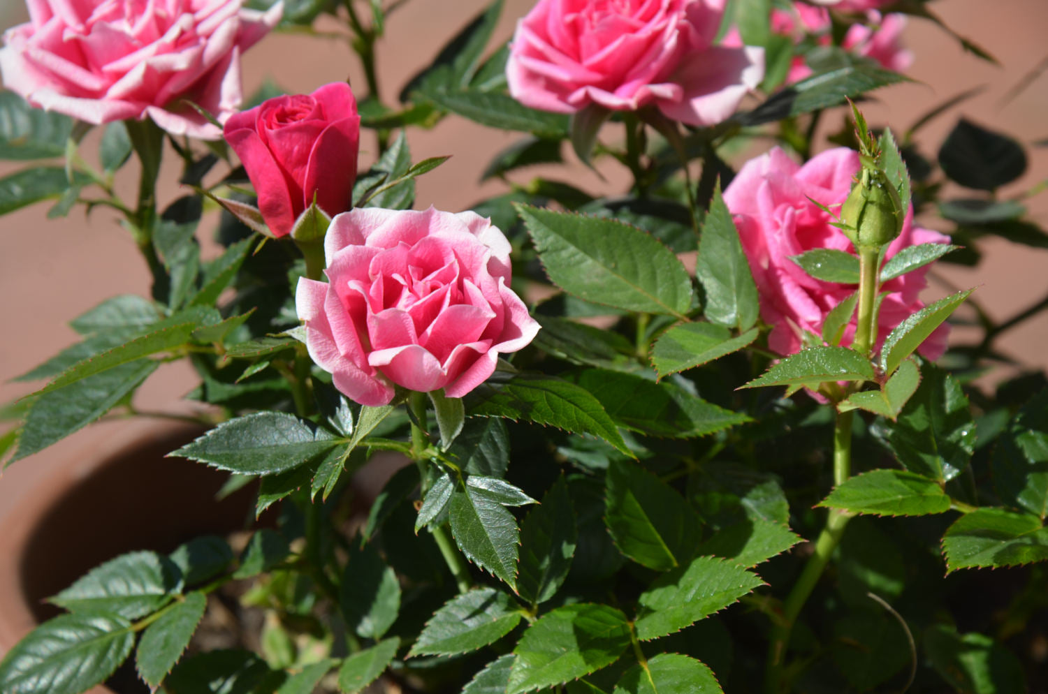 Kristallwirbel® Duschkopf Bronze Silber Rosenquarz - Herzkraft